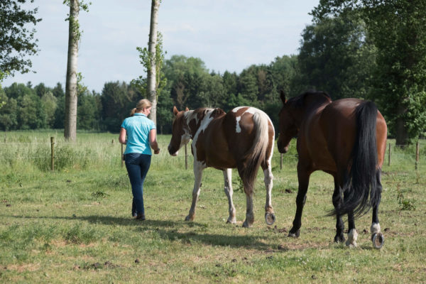 Dorien Lambrechts paardentraining coach amazone