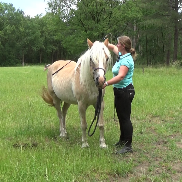 dorien lambrechts - paardentraining - coaching en begeleiding - verbinding - groep - gelijkgestemde paardenmensen - teamwork