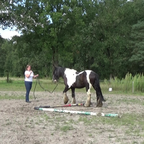 dorien lambrechts - paardentraining - coaching en begeleiding - verbinding - groep - gelijkgestemde paardenmensen - mentale training
